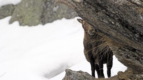 Cristina Mauri Concorso fotografico Animali In Scena