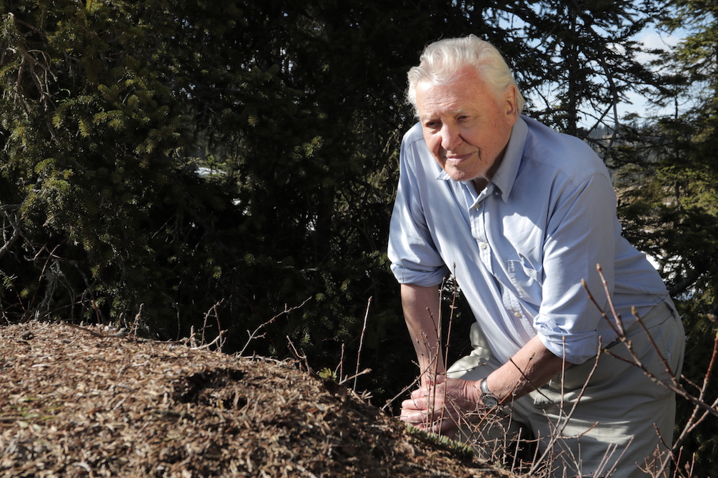 ATTENBOROUGH’S ANT MOUNTAIN (JOE LONCRAINE, MARTIN DOHRN)