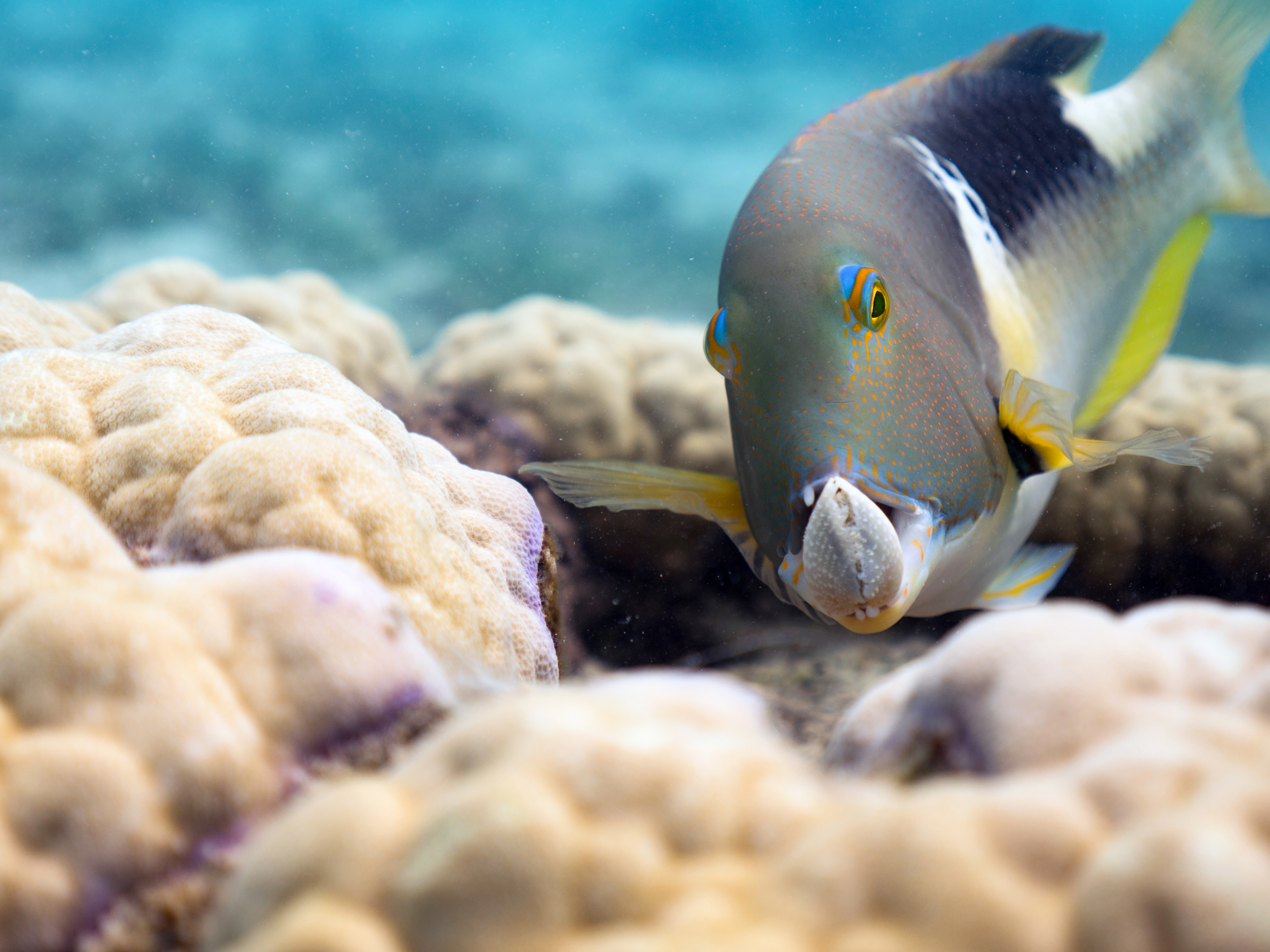 22 GPFF: BLUE PLANET II - ONE OCEAN